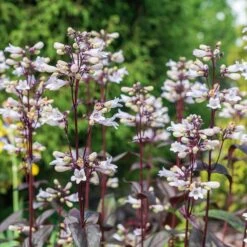 Husker Red Penstemon -High Country Gardens Shop husker red penstemon cropped 3