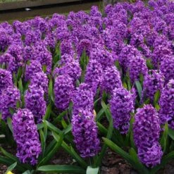Miss Saigon Hyacinth -High Country Gardens Shop hyacinth bulbs miss saigon brer00219