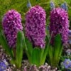 Miss Saigon Hyacinth -High Country Gardens Shop hyacinth bulbs miss saigon elbo32118