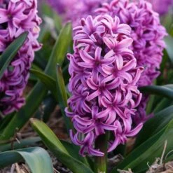 Spring Is In The Air Bulb Collection -High Country Gardens Shop hyacinthus orientalis miss saigon visi