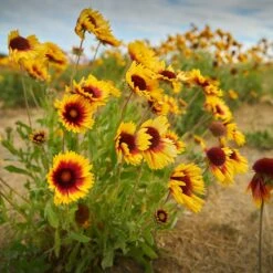 Dry Area Wildflower Seed Mix -High Country Gardens Shop indian blanket flower