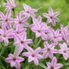 Charlotte Bishop Spring Starflower -High Country Gardens Shop ipheioncharlottebishop