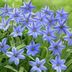 Jessie Spring Starflower -High Country Gardens Shop ipheionjessie