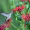 Jacob Cline Bee Balm -High Country Gardens Shop jacob kline monardaand annas hummingbird pam koch az 3
