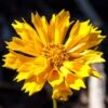 Jethro Tull Coreopsis -High Country Gardens Shop jethro tull coreopsis adobe stock cropped