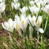 Joan Of Arc Dutch Crocus -High Country Gardens Shop joan of arc crocus white 1103171546 cropped