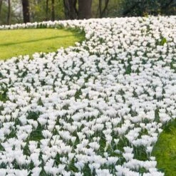 Magic Carpet Bulb Collection -High Country Gardens Shop joan of arc dutch crocus sq