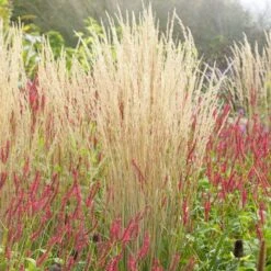 Karl Foerster Feather Reed Grass -High Country Gardens Shop karl feorster feather reed grass 3