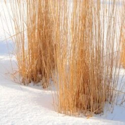 Karl Foerster Feather Reed Grass -High Country Gardens Shop karl foerster feather reed grass winter