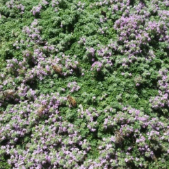 Elfin Creeping Thyme -High Country Gardens Shop karna moore hcg summer 2024 elfin creeping thyme