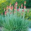 Pfitzer Red Hot Poker Mix -High Country Gardens Shop kniphofia uvaria santa fe landscape cropped 1 1