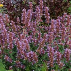 Kudos™ Silver Blue Agastache 6 Kudos™ Silver Blue Agastache -High Country Gardens Shop kudos silver blue agastache 3