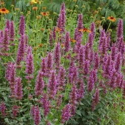 Kudos™ Silver Blue Agastache 7 Kudos™ Silver Blue Agastache -High Country Gardens Shop kudos silver blue agastache hero