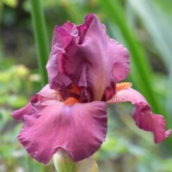 Desert Sky Bearded Iris Collection 8 Desert Sky Bearded Iris Collection -High Country Gardens Shop lady friend desert sky coll