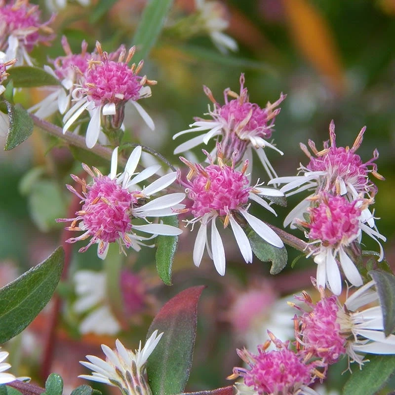 Lady In Black Aster 2 Lady In Black Aster - Image 2