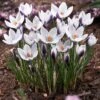 Lady Killer Snow Crocus -High Country Gardens Shop lady killer snow crocus