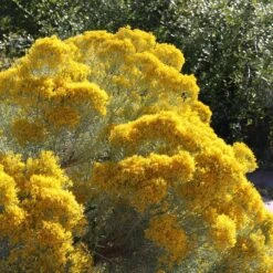 La Plata Silver Leaf Rabbitbrush (Chrysothamnus) -High Country Gardens Shop laplata rabbitbrush 2