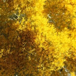 La Plata Silver Leaf Rabbitbrush (Chrysothamnus) -High Country Gardens Shop laplata rabbitbrush closeup