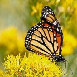 La Plata Silver Leaf Rabbitbrush (Chrysothamnus) -High Country Gardens Shop laplata rabbitbrush monarch