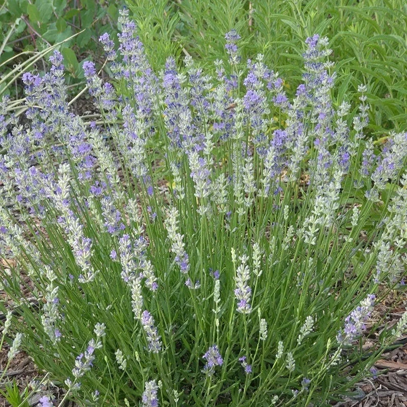 FlowerKisser® Delft Blue & White English Lavender 1 FlowerKisser® Delft Blue & White English Lavender