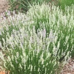 FlowerKisser® Delft Blue & White English Lavender 8 FlowerKisser® Delft Blue & White English Lavender -High Country Gardens Shop lavandula angustifolia flowerkisser delft blue and white flowers