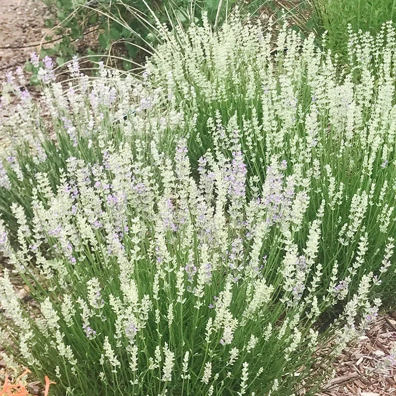 FlowerKisser® Delft Blue & White English Lavender 4 FlowerKisser® Delft Blue & White English Lavender - Image 4