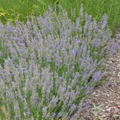FlowerKisser® Delft Blue & White English Lavender 9 FlowerKisser® Delft Blue & White English Lavender -High Country Gardens Shop lavandula angustifolia flowerkisser delft blue and white whole plant garden