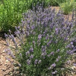 FlowerKisser® Delft Blue & White English Lavender 7 FlowerKisser® Delft Blue & White English Lavender -High Country Gardens Shop lavandula angustifolia flowerkisser delft blue white flowers