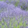 Royal Velvet English Lavender -High Country Gardens Shop lavandula angustifolia royal velvet lavender field flowrs 1 1