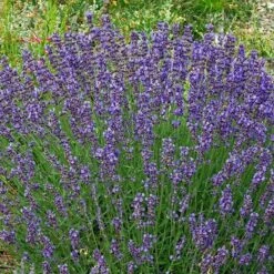 Vera English Lavender 6 Vera English Lavender -High Country Gardens Shop lavandula angustifolia vera cc 1