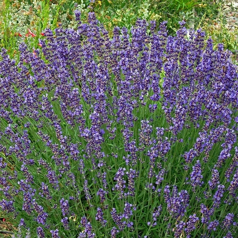 Vera English Lavender 3 Vera English Lavender - Image 3