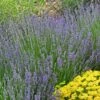 Vera English Lavender -High Country Gardens Shop lavandula angustifolia vera eriogonum umbellatum proliferum cropped cc 1