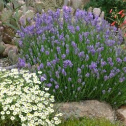 FireSmart Collection - Zone 2 11 FireSmart Collection - Zone 2 -High Country Gardens Shop lavandula angustifolia wee one