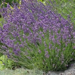 Buena Vista English Lavender -High Country Gardens Shop lavandula buena vista lavender garden 2