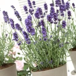 Hidcote Blue English Lavender -High Country Gardens Shop lavandula hidcote lavender pot 1