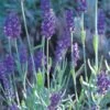 Mitcham Gray English Lavender -High Country Gardens Shop lavandula mitcham gray 63116 9 2