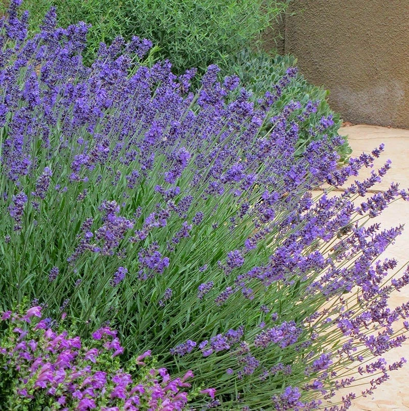 Pastor's Pride English Lavender 1 Pastor's Pride English Lavender