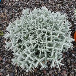 Sensational!™ Lavender -High Country Gardens Shop lavandula sensational 1