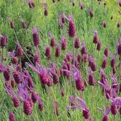 Purple Ribbon Spanish Lavender -High Country Gardens Shop lavandula stoechas pink ribbon spanish lavender