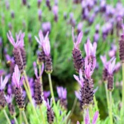 Purple Ribbon Spanish Lavender -High Country Gardens Shop lavandula stoechas purple ribbon spanish lavender flowers 1