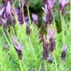 Purple Ribbon Spanish Lavender -High Country Gardens Shop lavandula stoechas purple ribbon spanish lavendr