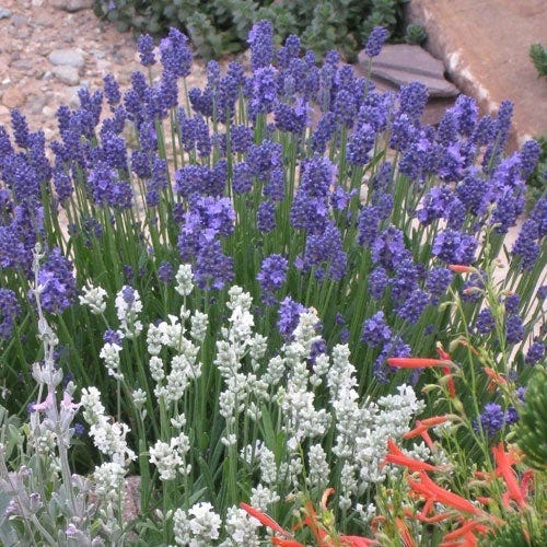 Thumbelina Leigh Dwarf English Lavender 2 Thumbelina Leigh Dwarf English Lavender - Image 2