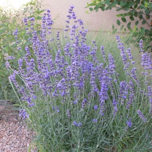 Vera English Lavender 2 Vera English Lavender - Image 2