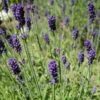 Hidcote Blue English Lavender 8 Hidcote Blue English Lavender -High Country Gardens Shop lavandula angustifolia hidcote blue lavender enlgish blue cropped