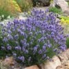 Thumbelina Leigh Dwarf English Lavender -High Country Gardens Shop lavandula angustifolia thumbelina leigh web 1
