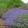Blue Cushion English Lavender -High Country Gardens Shop lavandula blue cushion garden 10958 3