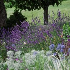 Sharon Roberts English Lavender -High Country Gardens Shop lavandula sharon roberts 1