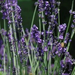 Sharon Roberts English Lavender -High Country Gardens Shop lavandula sharon roberts 2 1