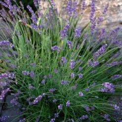 Sharon Roberts English Lavender -High Country Gardens Shop lavandula sharon roberts 1 1 1