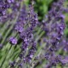 Sharon Roberts English Lavender -High Country Gardens Shop lavandula sharon roberts with bee 1 1